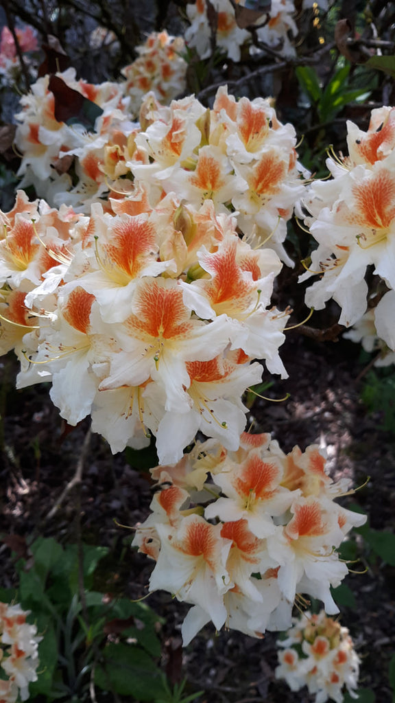 May 9, 2019 - A Tour of Keough's Private Rhododendron Garden and Visit to Snohomish Garden Center