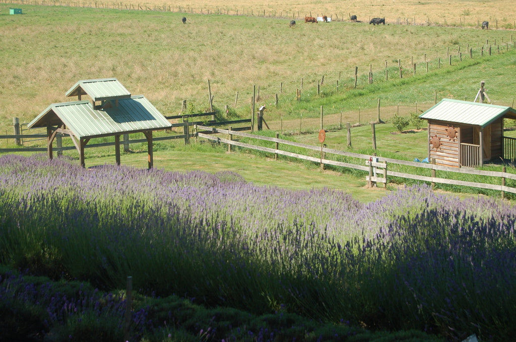 July 15, 2010 - Lavender Hills Farm Tour