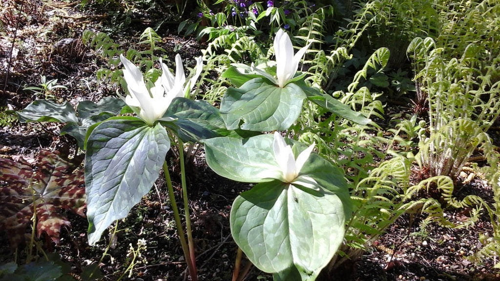 April 19, 2018 - Keeping it Green Nursery in Stanwood