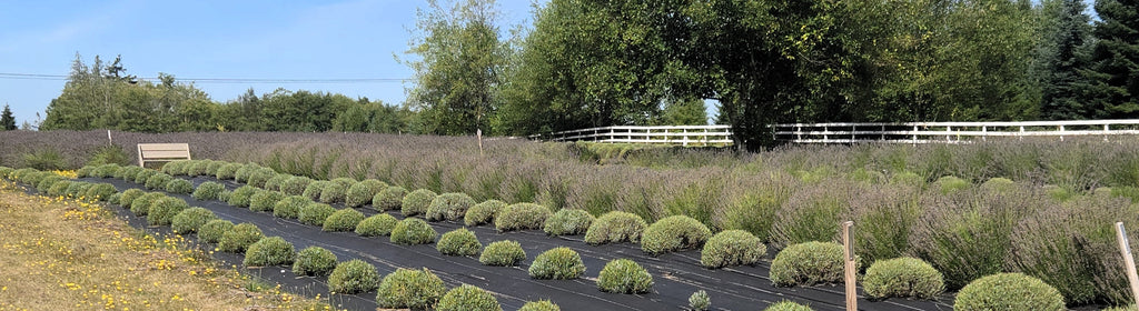 August 21, 2025 Lavender Farm - Our Legacy Fields