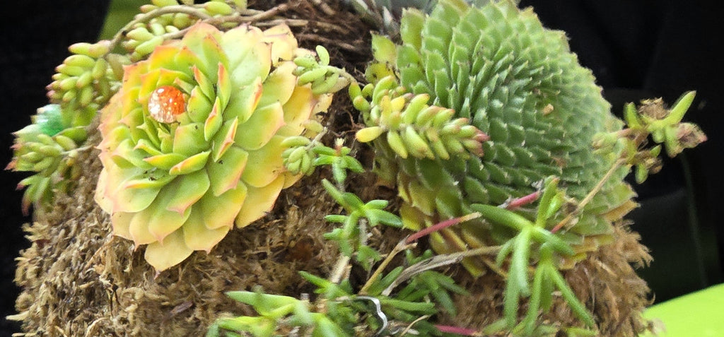 October 16, 2025 Craft Project: Making a Succulent Wreath