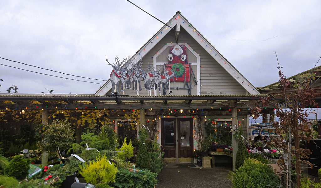 November 20, 2025 Christianson's Nursery