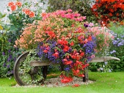 June 20, 2013 - Container Gardening