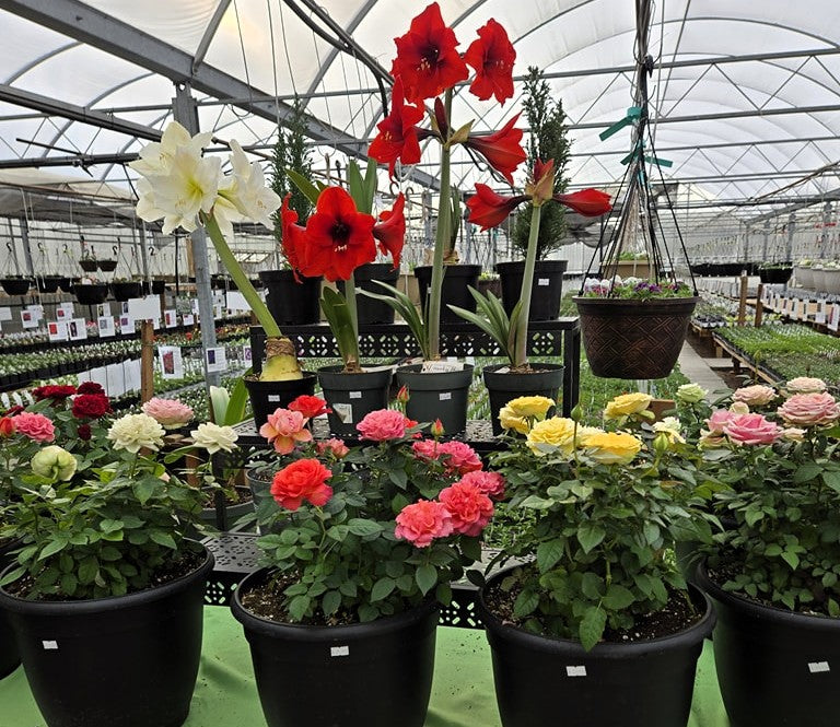 September 11, 2025 Native Plants For PNW at Sunnyside Nursery
