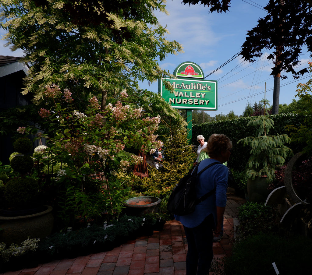 August 15, 2024 A Trip to McAuliffe's Valley Nursery in Snohomish