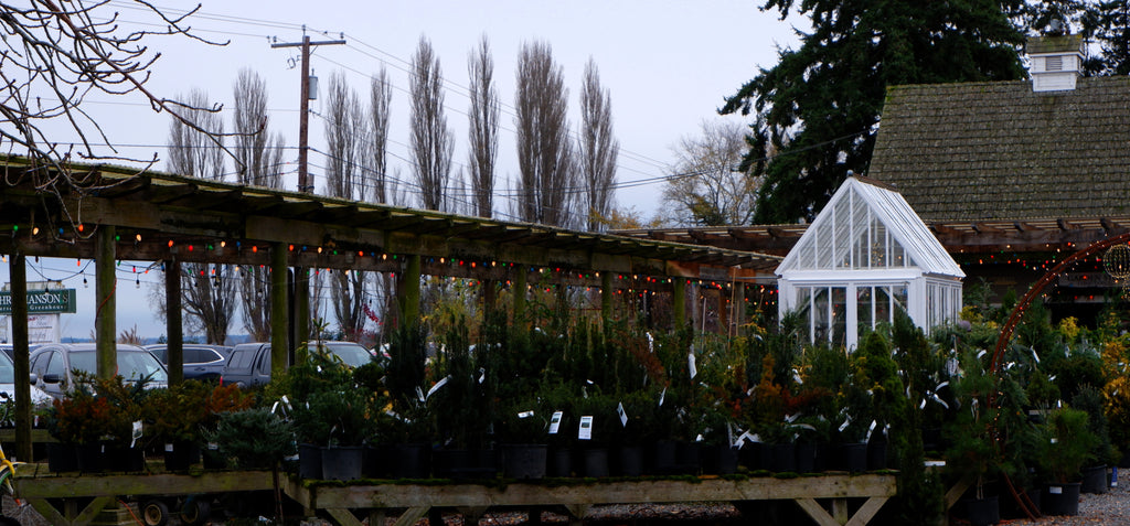 THURSDAY, November 21, 2024 Hellebores for Winter Interest at Christianson's Nursery