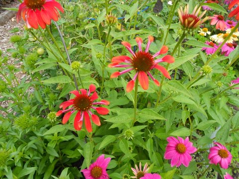 July 20, 2017 Tour of Master Gardeners' Demonstration Gardens at Jennings Park